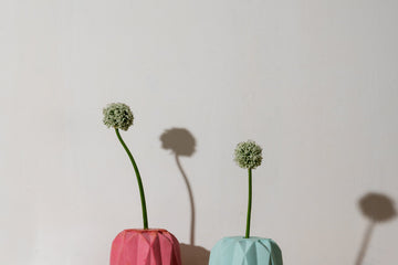 Allium